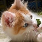 Gato Van Turco: características y cuidados esenciales